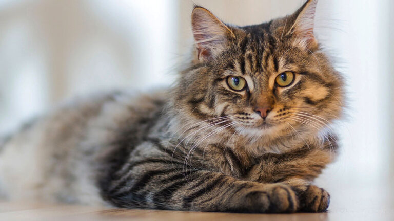 Sweet Paw : Votre cat sitter Reims