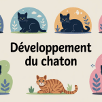 Illustration centrale du développement chaton semaine par semaine, étapes clés