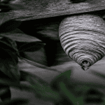 à quoi ressemble un nid de guêpes gris strié