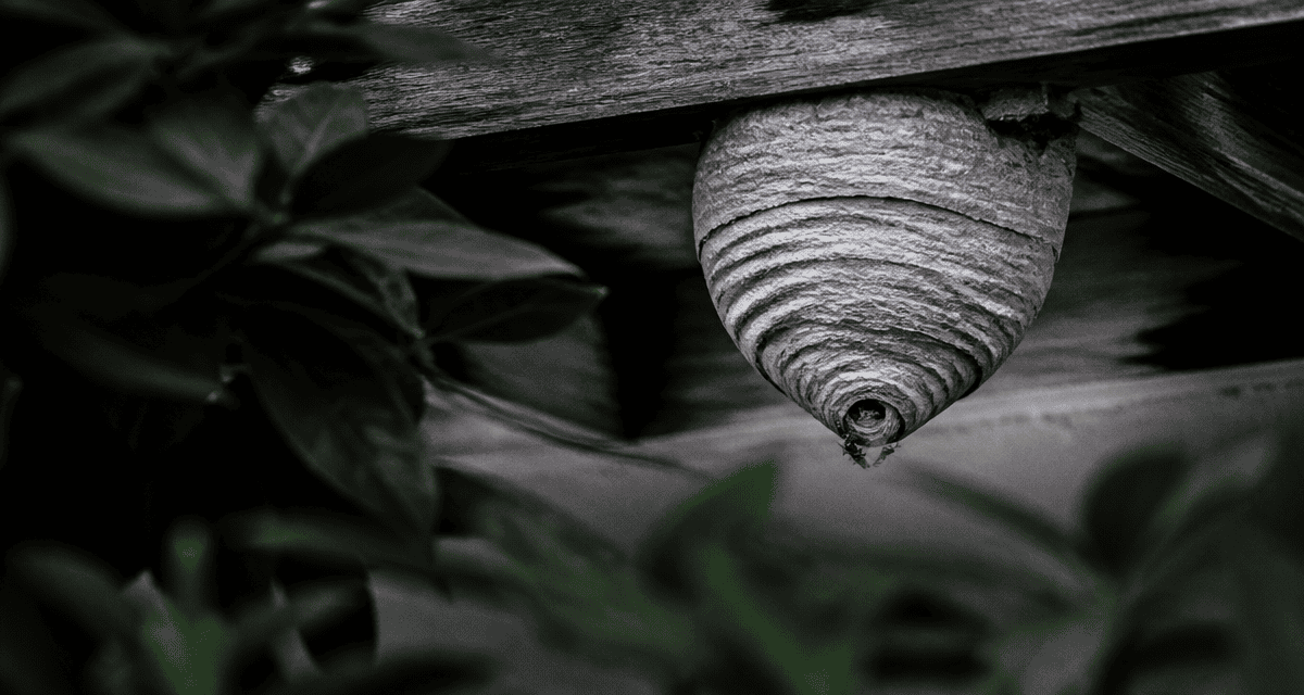 à quoi ressemble un nid de guêpes gris strié