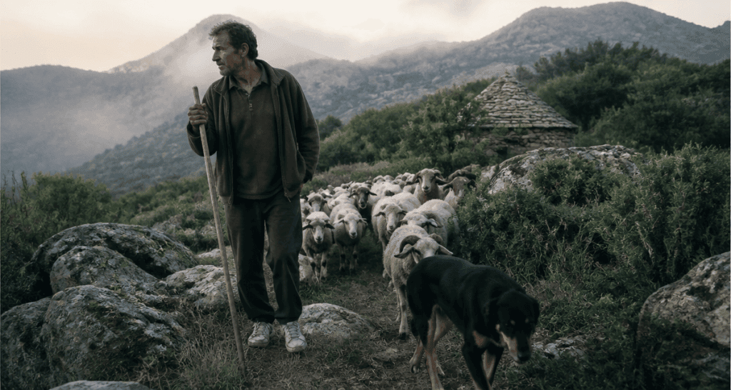 berger corse avec chien et brebis dans le maquis