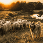bergers espagnols guidant un troupeau de moutons