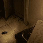 cafard noir adulte dans cuisine