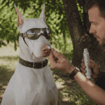 doberman blanc assis sur l'herbe avec lunettes de soleil