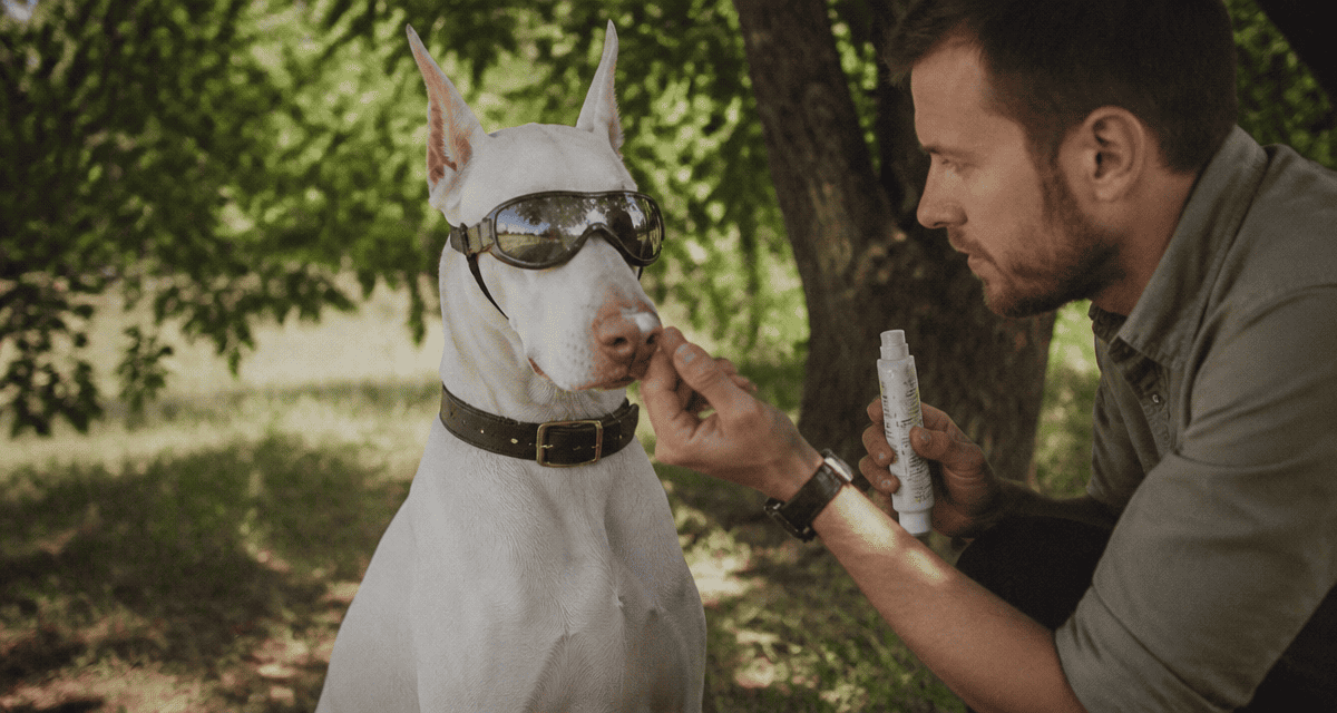 doberman blanc assis sur l'herbe avec lunettes de soleil