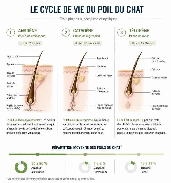 Schéma explicatif du cycle de vie du poil du chat pour comprendre la perte de poils