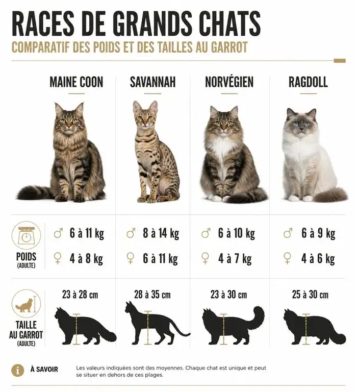 Tableau comparatif des races de grands chats : poids et taille au garrot