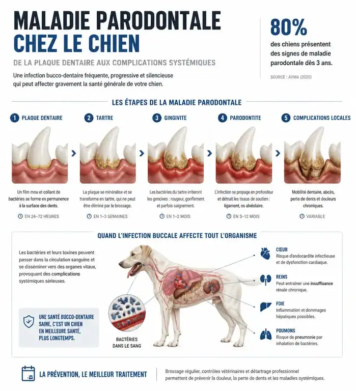 Infographie sur les risques et les étapes de la maladie parodontale et du détartrage chez le chien
