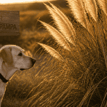 herbe de la pampa danger chien labrador devant plumeaux