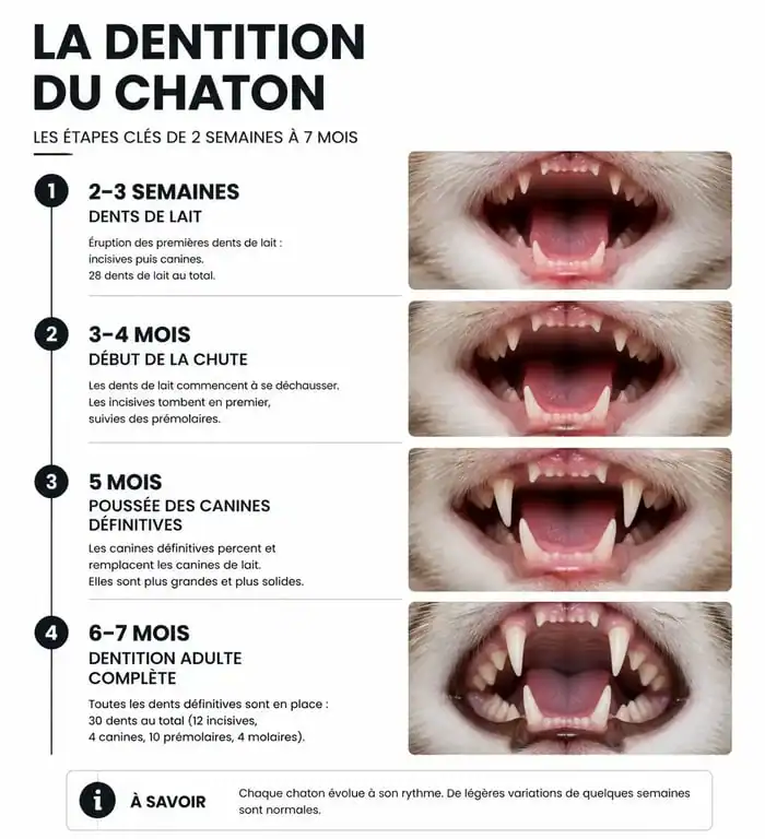 Infographie des étapes de la perte des dents chez le chaton