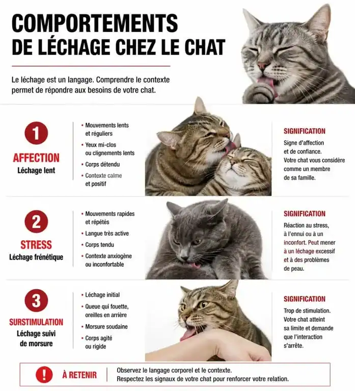 Infographie expliquant pourquoi mon chat me lèche et les différentes significations