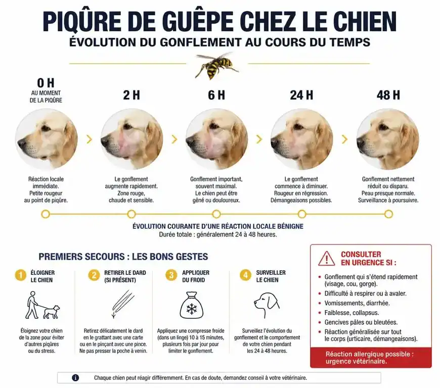Infographie sur l'évolution d'une piqûre de guêpe chez le chien et les gestes de premiers secours