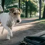 Fox terrier poil lisse, chien actif en promenade