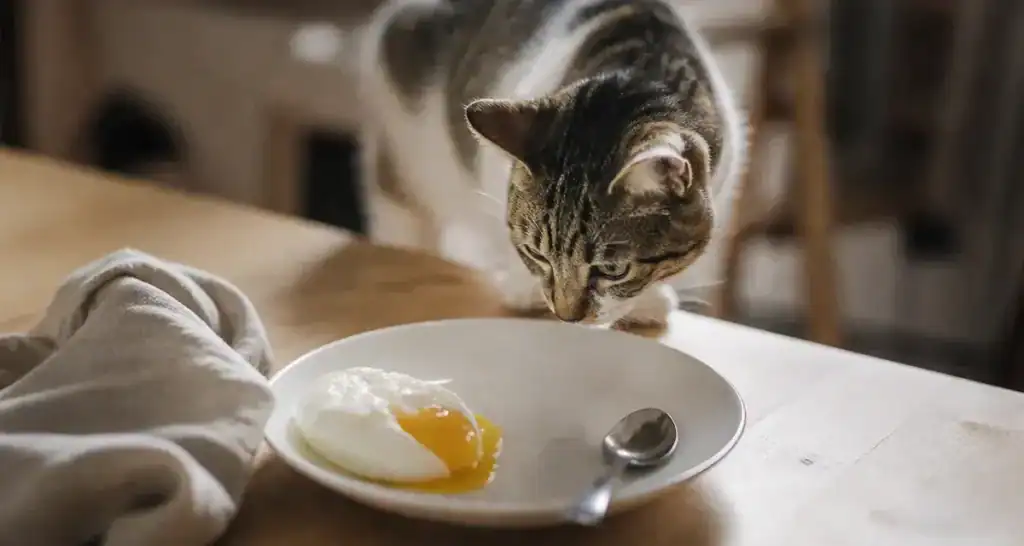 Jaune d oeuf chat : chat près d’une assiette de jaune d’œuf