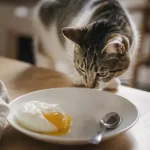 Jaune d oeuf chat : chat près d’une assiette de jaune d’œuf