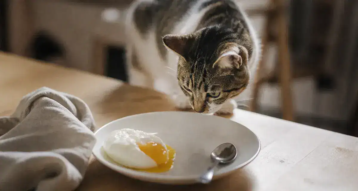 Jaune d oeuf chat : chat près d’une assiette de jaune d’œuf