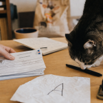 nom chat 2025 lettre A : idée de nom pour chat