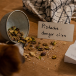 Pistache chien : chien près de pistaches renversées
