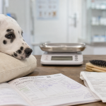 Prix dalmatien : chiot et budget entretien, documents vétérinaires