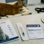 Prix vaccins chat en clinique vétérinaire, carnet de santé et seringue