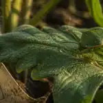 Que mange la punaise : punaise verte suce la sève avec son rostre.