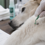 Tiques blanches chien : retrait sûr par le vétérinaire