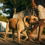 Berger créole aux Antilles, chien loyal en laisse
