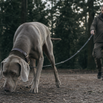 Caractère du braque de weimar : chien loyal et actif, museau tendu vers l’odeur