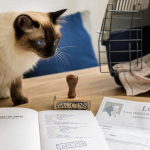 Chat balinais prix, carnet santé vaccins et pedigree LOOF