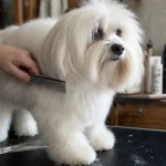 Coupe coton de tulear aux ciseaux en salon de toilettage