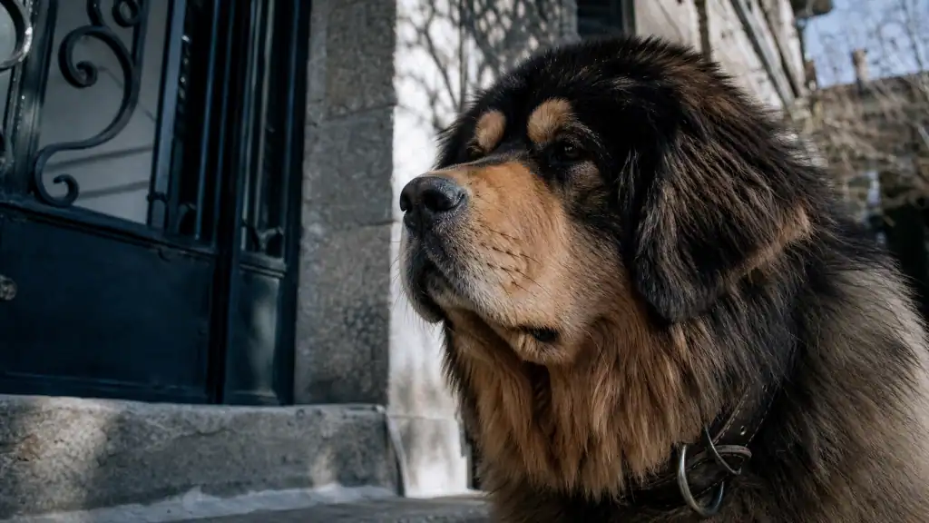 Dogue du tibet caractère : gardien loyal à l’entrée de la maison
