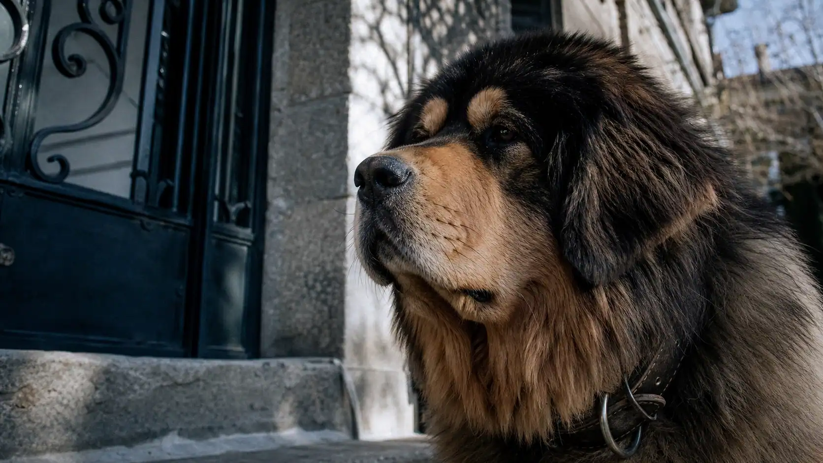Dogue du tibet caractère : gardien loyal à l’entrée de la maison