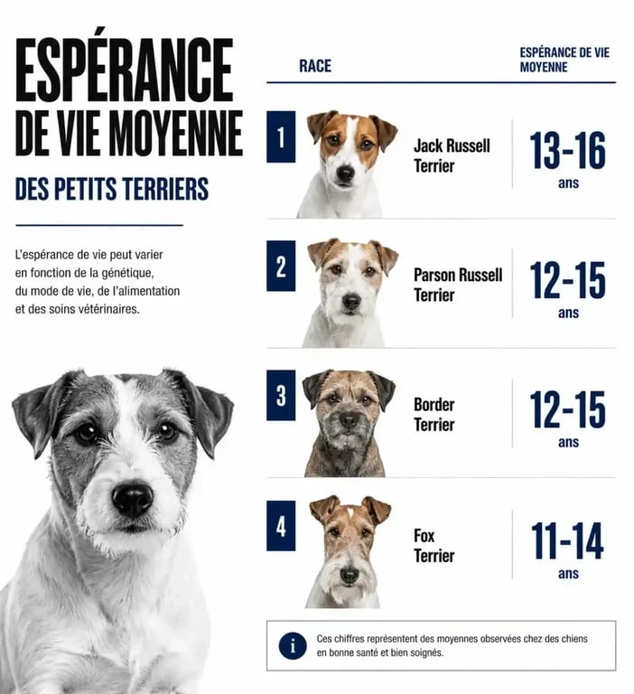 Infographie comparative de l'espérance de vie moyenne des races de terriers, incluant le Jack Russell Terrier.