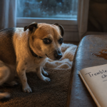 Mon chien tremble pourquoi ? chien tremble froid ou stress en intérieur