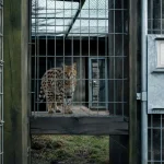 Serval domestique tacheté dans un enclos sécurisé, photo documentaire