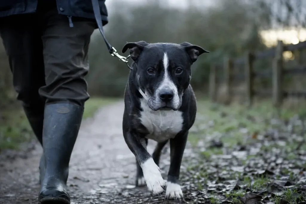 Staff croisé husky sur chemin humide, photo documentaire