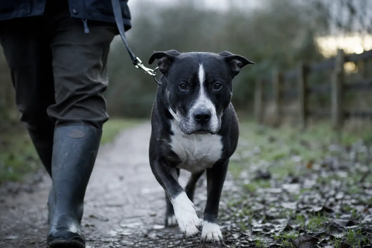 Staff croisé husky sur chemin humide, photo documentaire