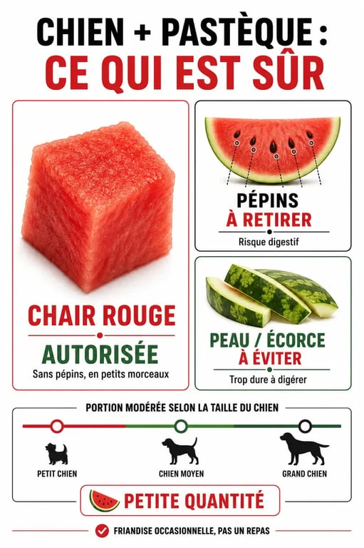 Peut on donner de la pasteque a un chien : schéma clair de la chair autorisée, des pépins et de la peau