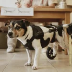 Fauteuil roulant pour chien à deux roues, mesure du train arrière