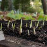 Quand et comment planter le muguet : griffes en terre, jardin ombragé