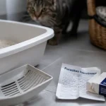 Vers de chat dans la maison : litière et vermifuge, notice parasites intestinaux
