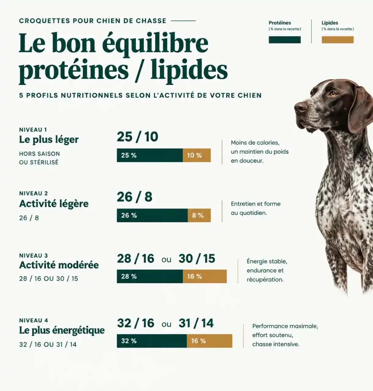 Comparaison des ratios protéines/lipides des croquettes pour chien de chasse selon le niveau d'activité
